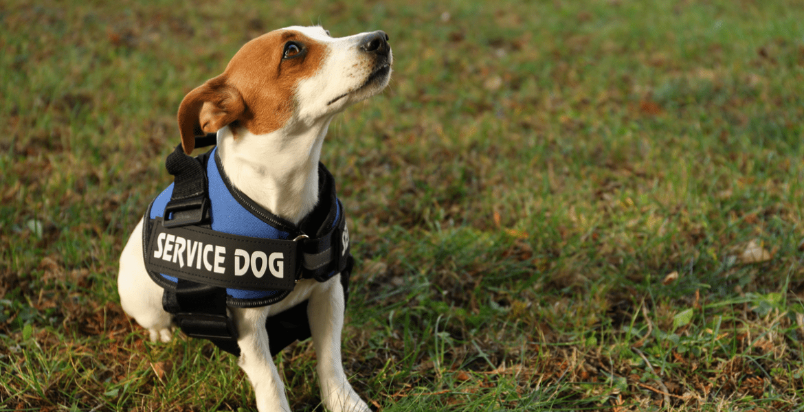 BarkU: K9 Academy